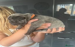 French Bulldog dogs for sale: Ready to leave on the 12th of September - Image 35
