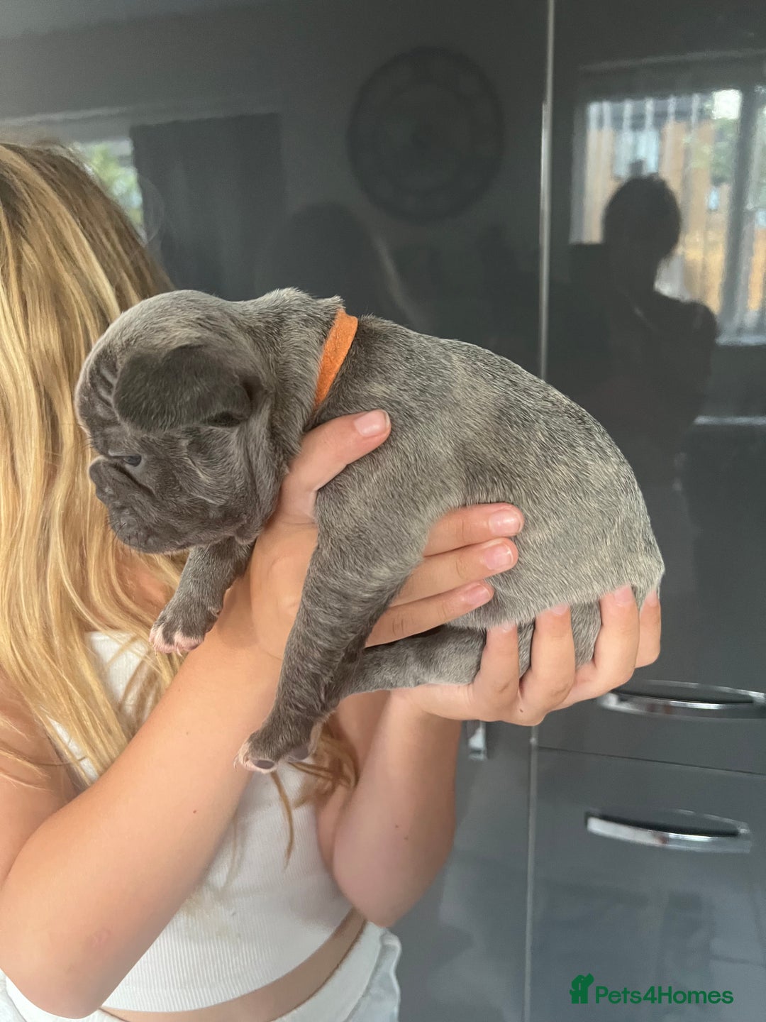 French Bulldog dogs for sale: Ready to leave on the 12th of September - Image 35