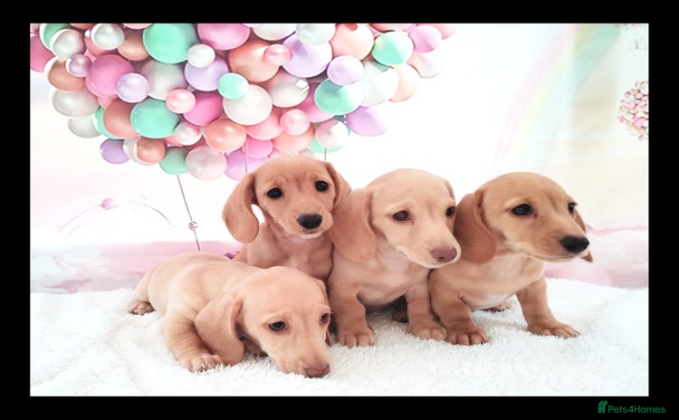 Miniature Dachshund dogs - Advert 12