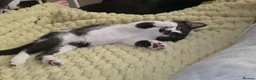 Domestic Shorthair cats for sale: 2 loving sweet kittens looking for a new home - Advert 8