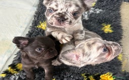 French Bulldog dogs for sale: *Fluffy Merle French Bulldog Pups* - Image 10