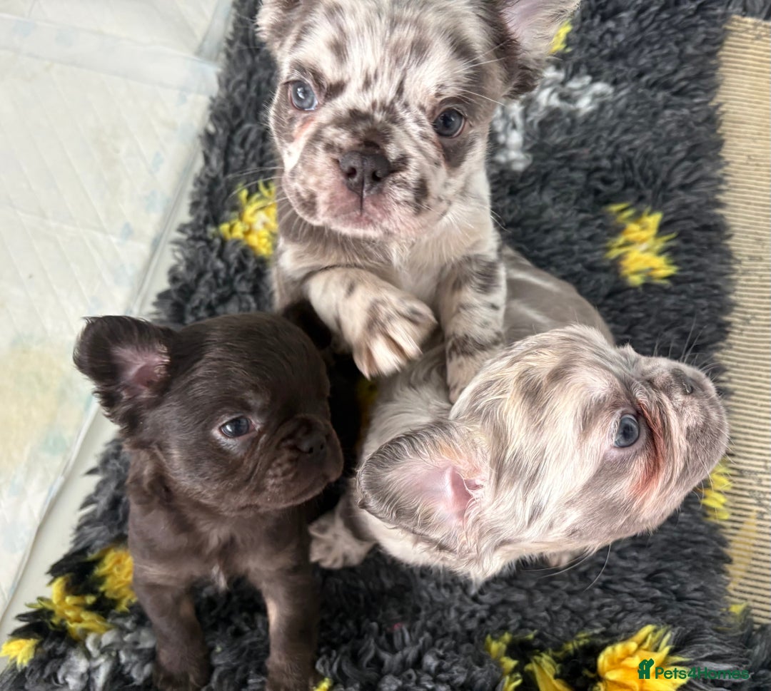 French Bulldog dogs for sale: *Fluffy Merle French Bulldog Pups* - Image 10