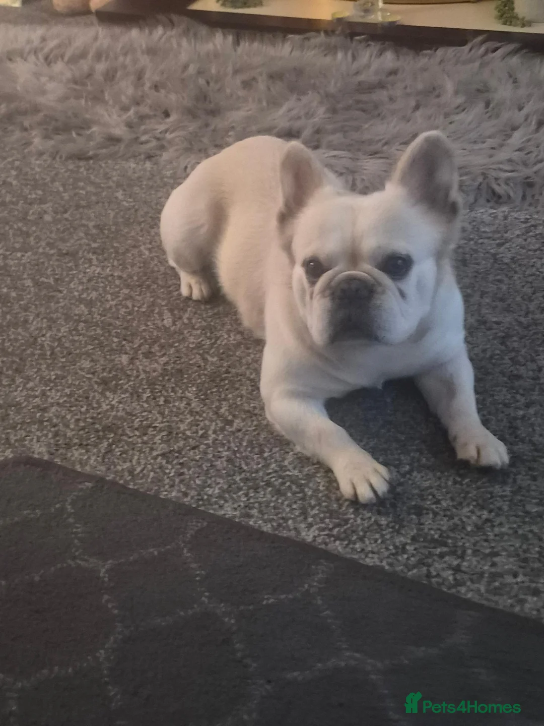 French Bulldog dogs for stud: Dog for stud - Advert 2