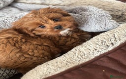 Cavapoo dogs for sale: Cavapoo Pups  - Image 9