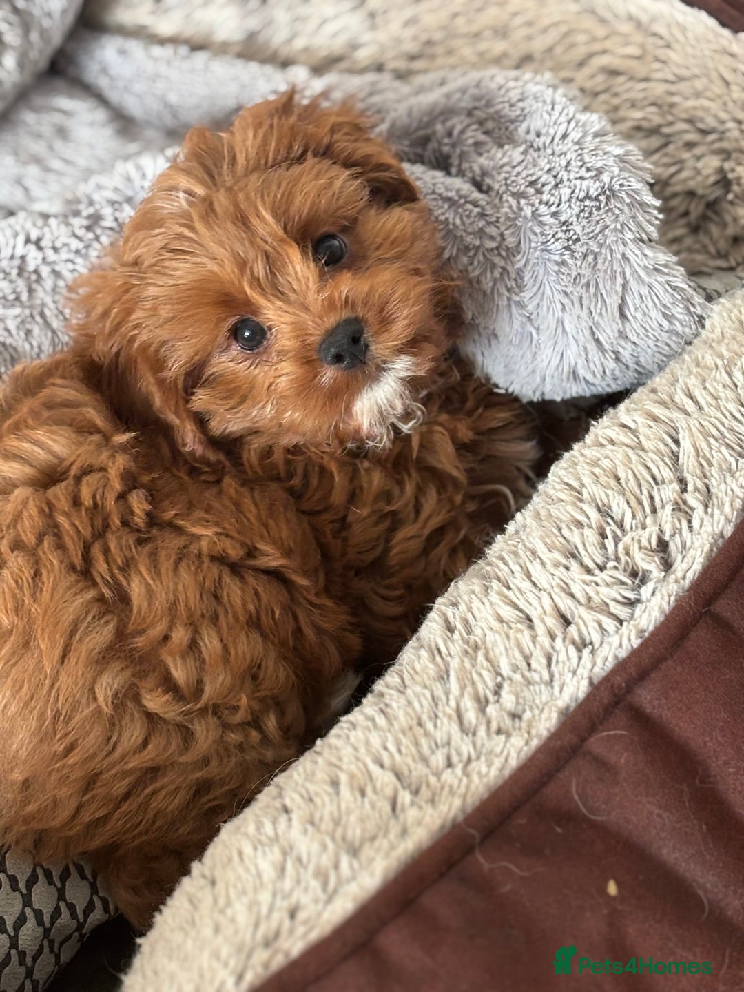 Cavapoo dogs for sale: Cavapoo Pups  - Image 9