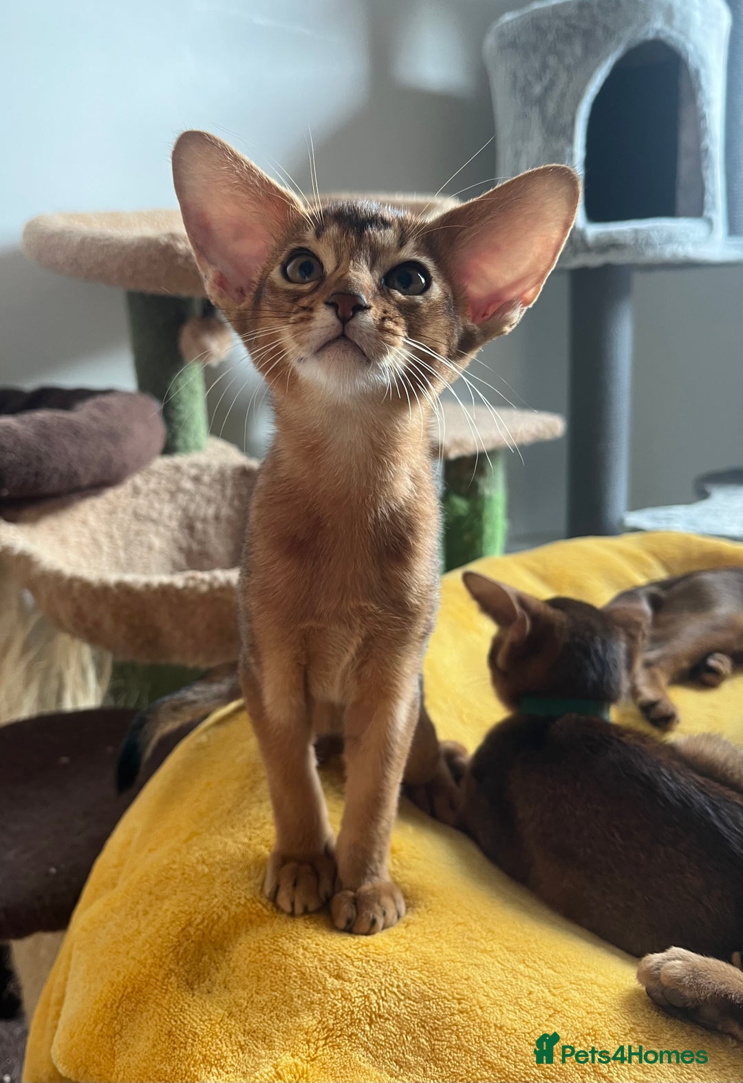 Abyssinian cats for sale: Beautiful Abyssinians kittens - Image 30