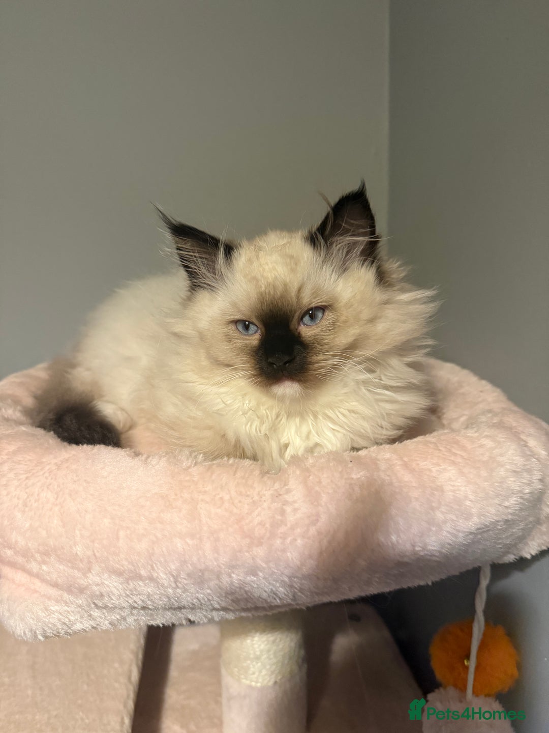 Ragdoll cats for sale: 3 musketeers😍 - Image 8