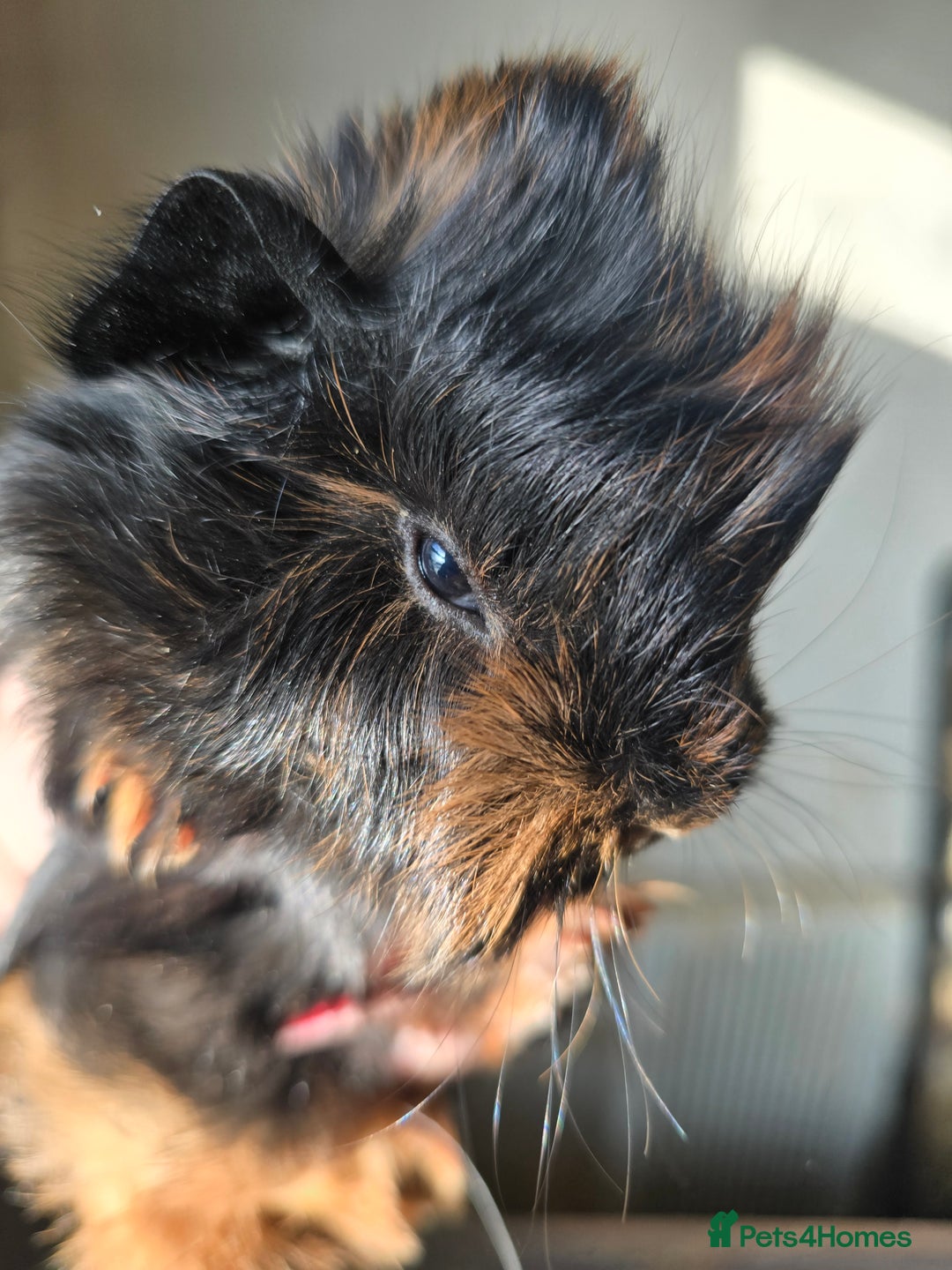 Guinea Pig rodents for sale: Male baby guinea pig  - Advert 2