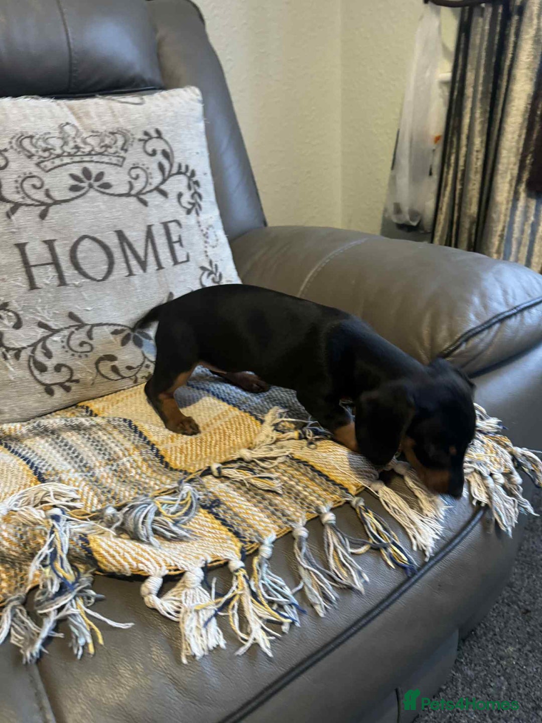 Miniature Dachshund dogs for sale: Miniature Dachshund Puppies ready to go 3/12/25 - Advert 27