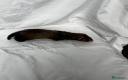 Ferret rodents for sale: Baby Ferrets - Image 33