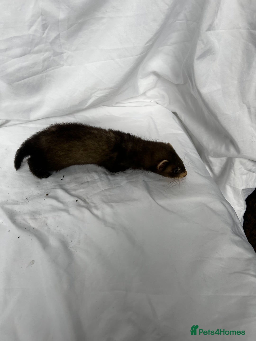 Ferret rodents for sale: Baby Ferrets - Image 33