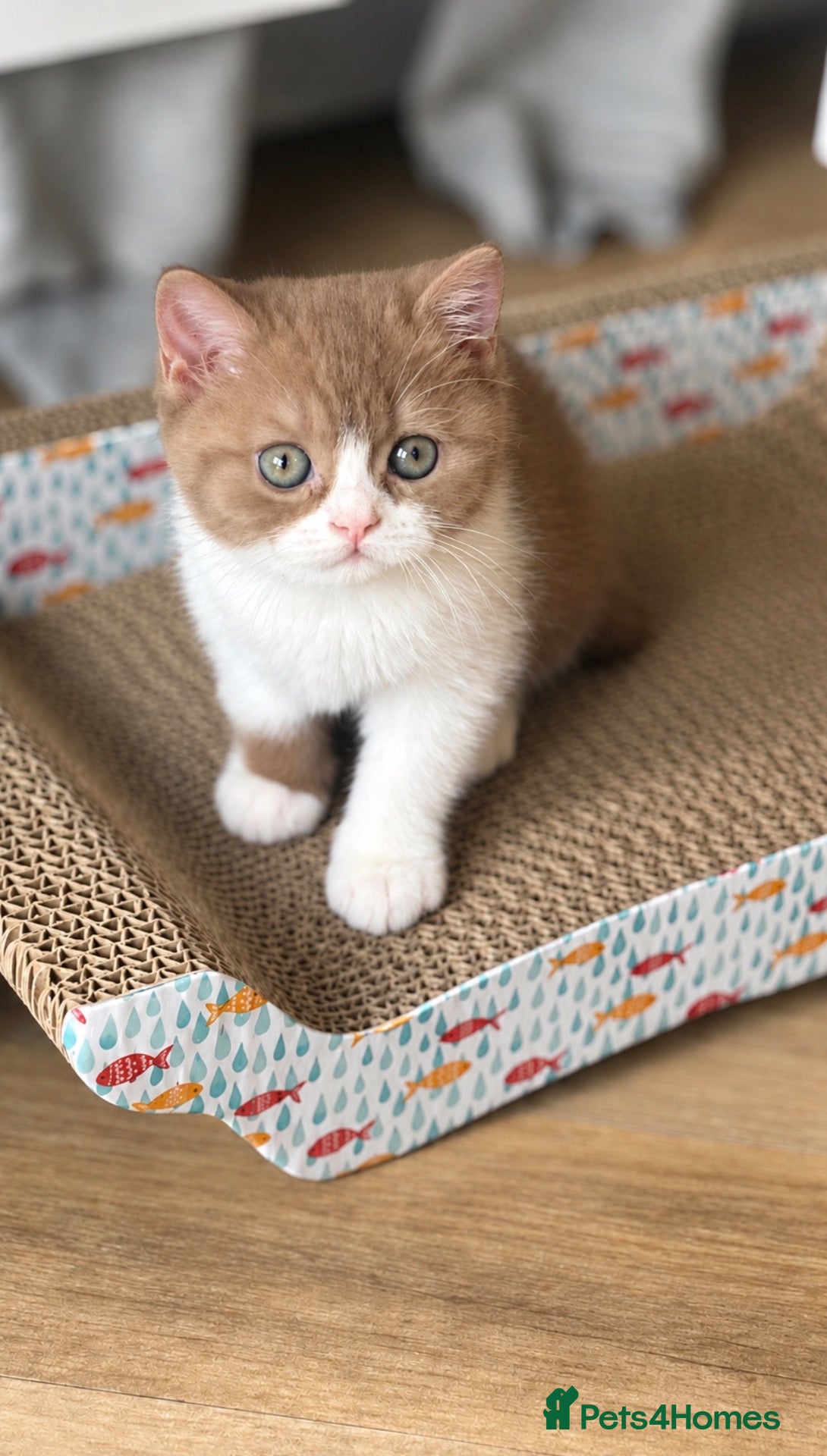 British Shorthair cats GCCF REG BSH - CHOCOLATE BI & CINNAMON BI KITTENS - Advert 2