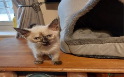 Ragdoll cats for sale: 1 beautiful 3 quarter ragdoll girl in Bedford - Image 7