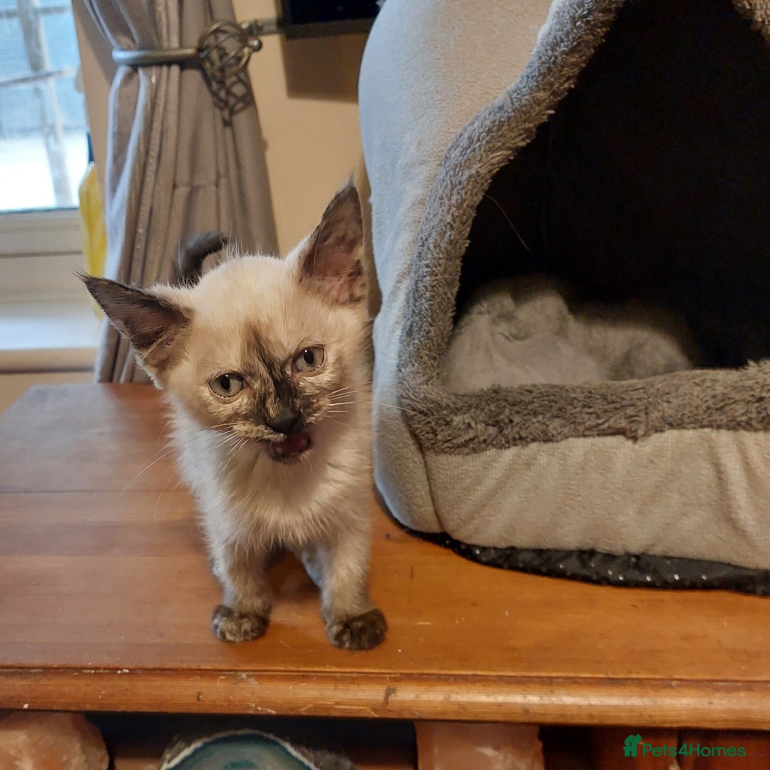 Ragdoll cats for sale: 1 beautiful 3 quarter ragdoll girl in Bedford - Image 7