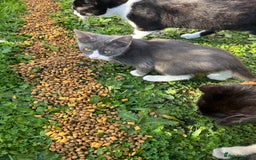 British Shorthair cats for sale: British shorthair  - Image 3