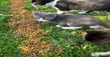 British Shorthair cats - Advert 3
