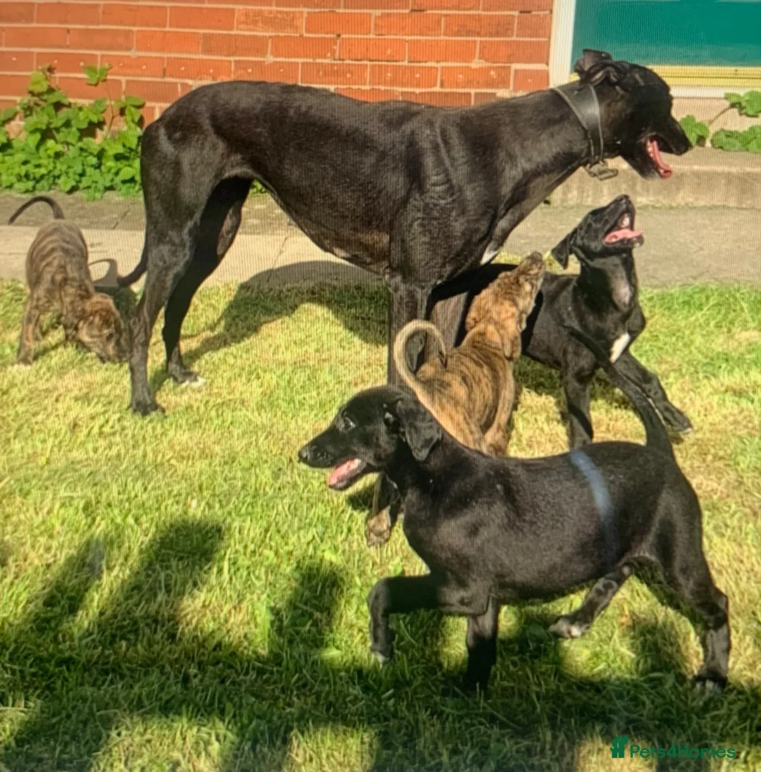 Lurcher dogs for sale: First cross saluki greyhounds  - Advert 1