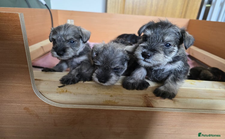 Miniature Schnauzer dogs - Advert 1