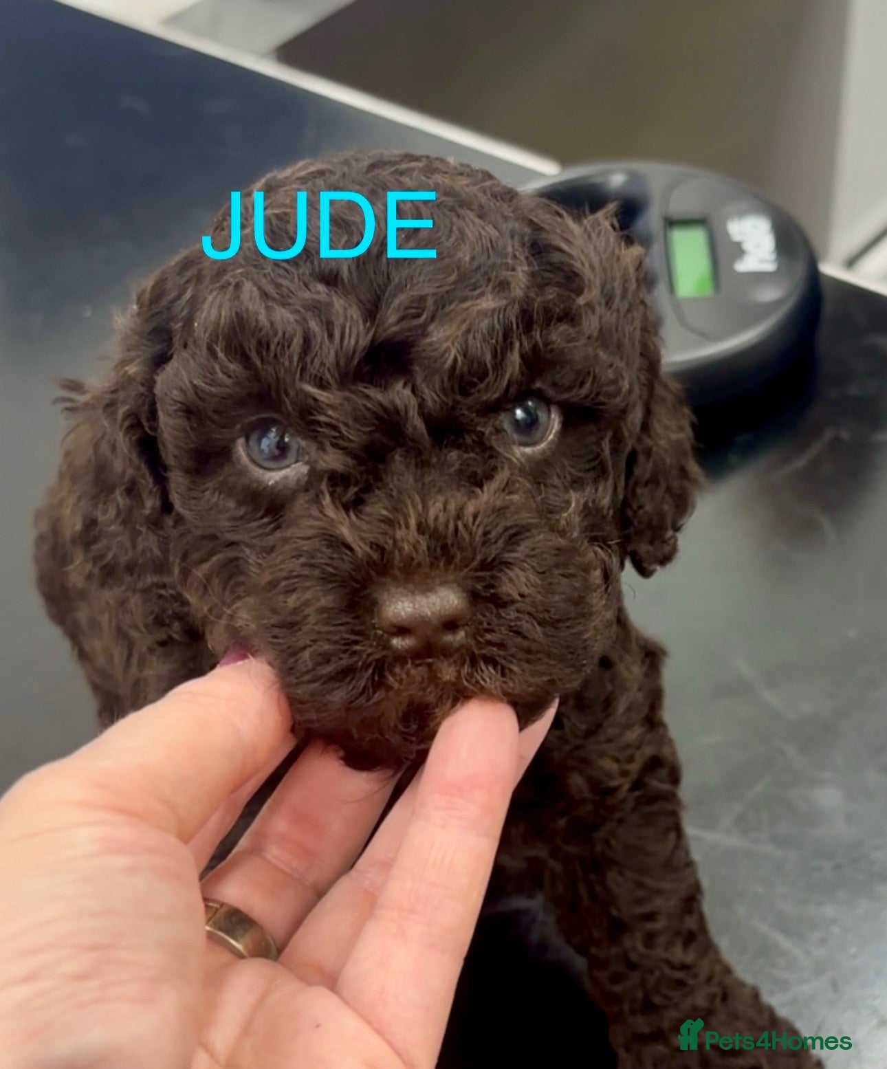 Cockapoo dogs 🌼4 COCKERPOO’s ready now in CHESHIRE🌼 - Advert 2