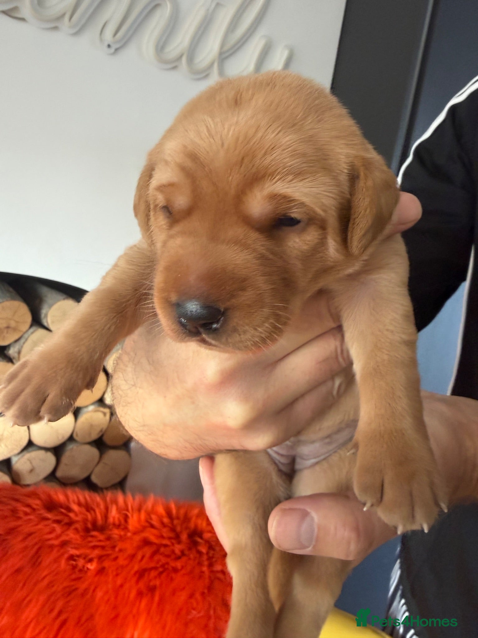 Labrador Retriever dogs Exceptional Health-Tested Purebred Labrador Puppys - Advert 2