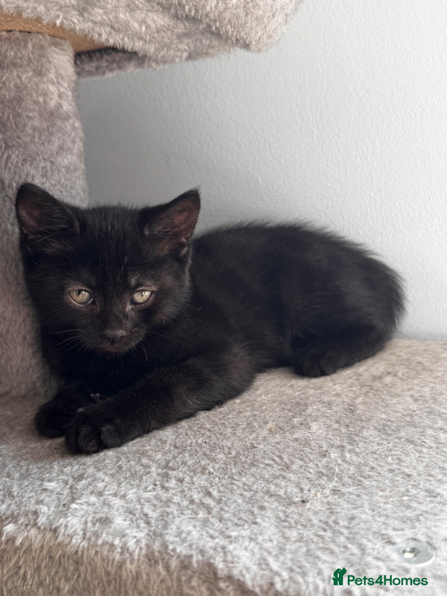 Mixed Breed cats 😻ONLY ONE BOY LEFT 😻 - Advert 2