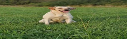 Labrador Retriever dogs for sale: Field Trial Champion Sired Labrador Puppies in Cardigan - Advert 8