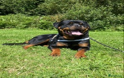 Rottweiler dogs for stud: Proven handsome ADRK KC registered Rottweiler  in Milford Haven - Image 3