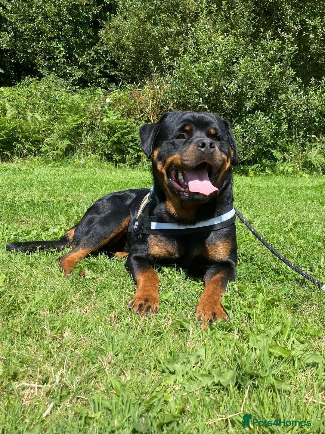 Rottweiler dogs for stud: Proven handsome ADRK KC registered Rottweiler  in Milford Haven - Image 3
