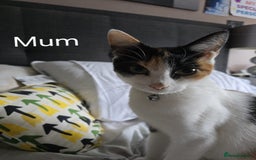 Domestic Shorthair cats for sale: Kittens for sale  - Image 12