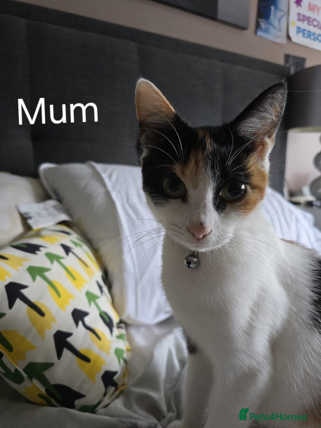 Domestic Shorthair cats for sale: Kittens for sale  - Image 12