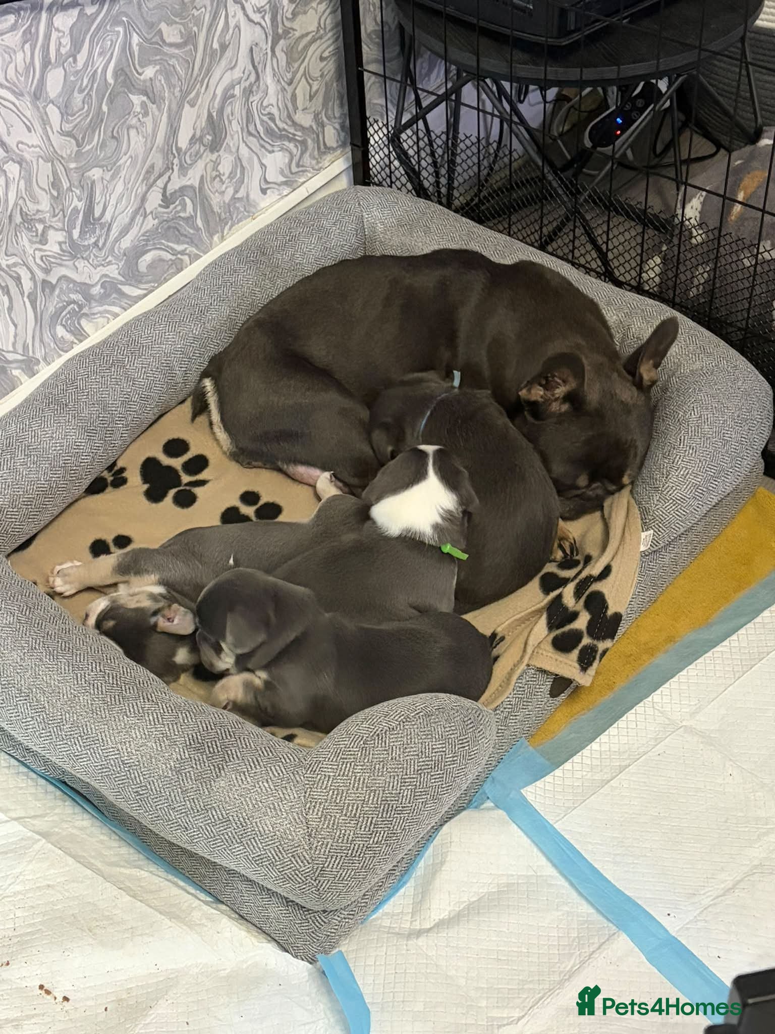 Mixed Breed dogs French bulldog x Maltchi (Maltese x chihuahua). - Advert 1