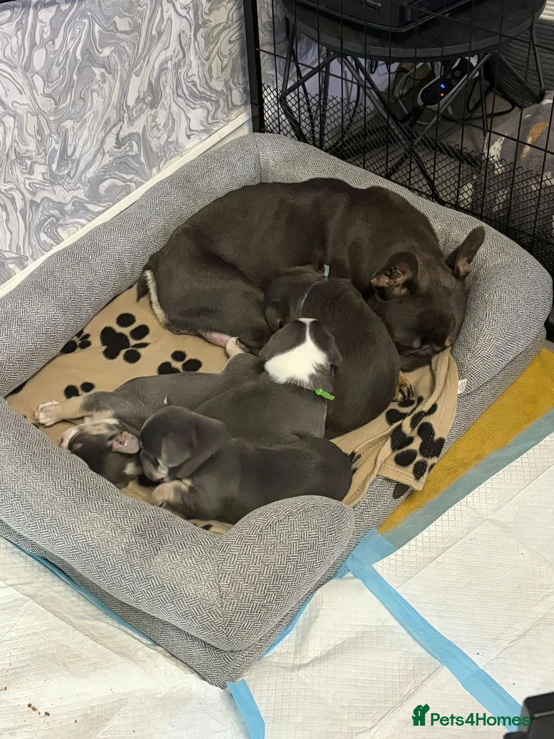 Mixed Breed dogs for sale: French bulldog x Maltchi (Maltese x chihuahua). in Stockport - Advert 1