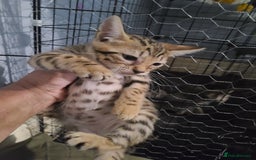 Ragdoll cats for sale: Kittens for sale - Image 17