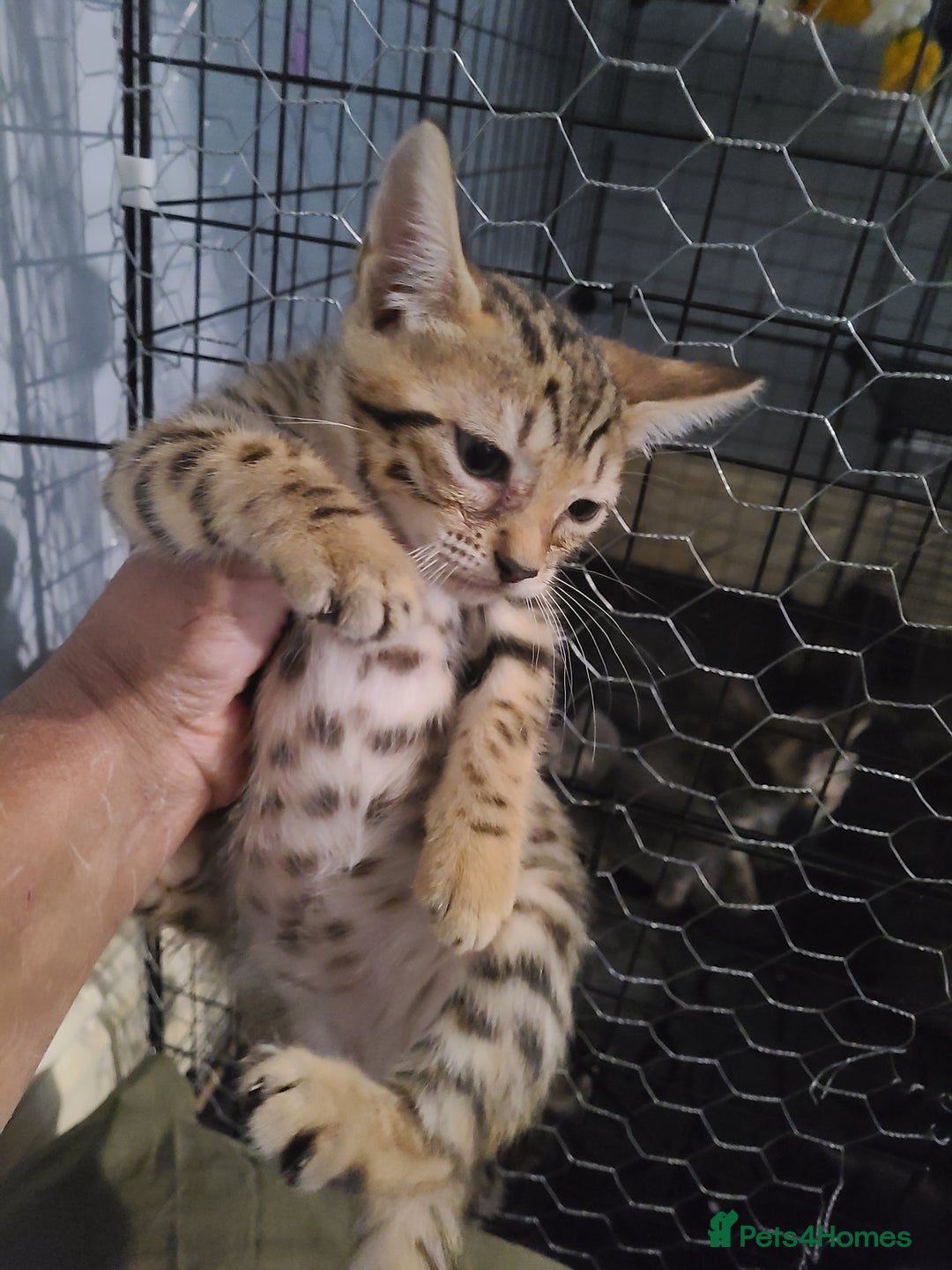 Ragdoll cats for sale: Kittens for sale - Image 17
