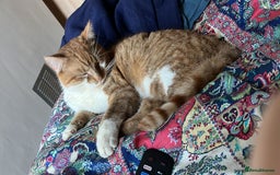 British Shorthair cats for sale: Ginger Boy Needs A New Home - Image 3