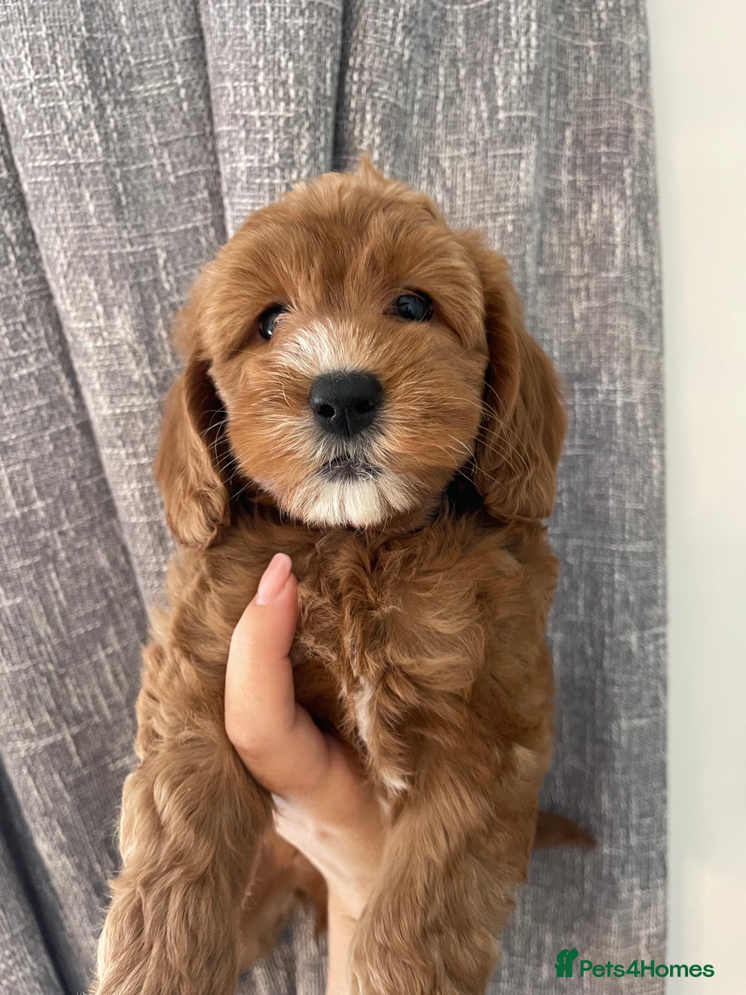 Labradoodle dogs for sale: Multigenerational Doodles Licensed and Tested - Advert 14