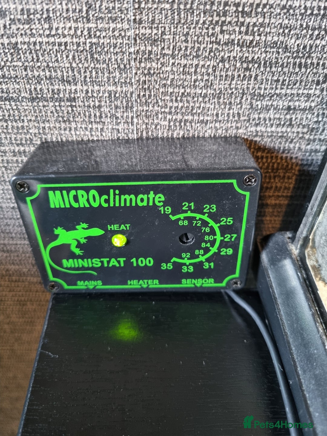 Gecko reptiles for sale: Leopard Gecko for sale - Advert 6