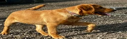 Labrador Retriever dogs for sale: RKC REG’D FOX RED, GOLDEN YELLOW CHUNKY LAB PUPS - Advert 14