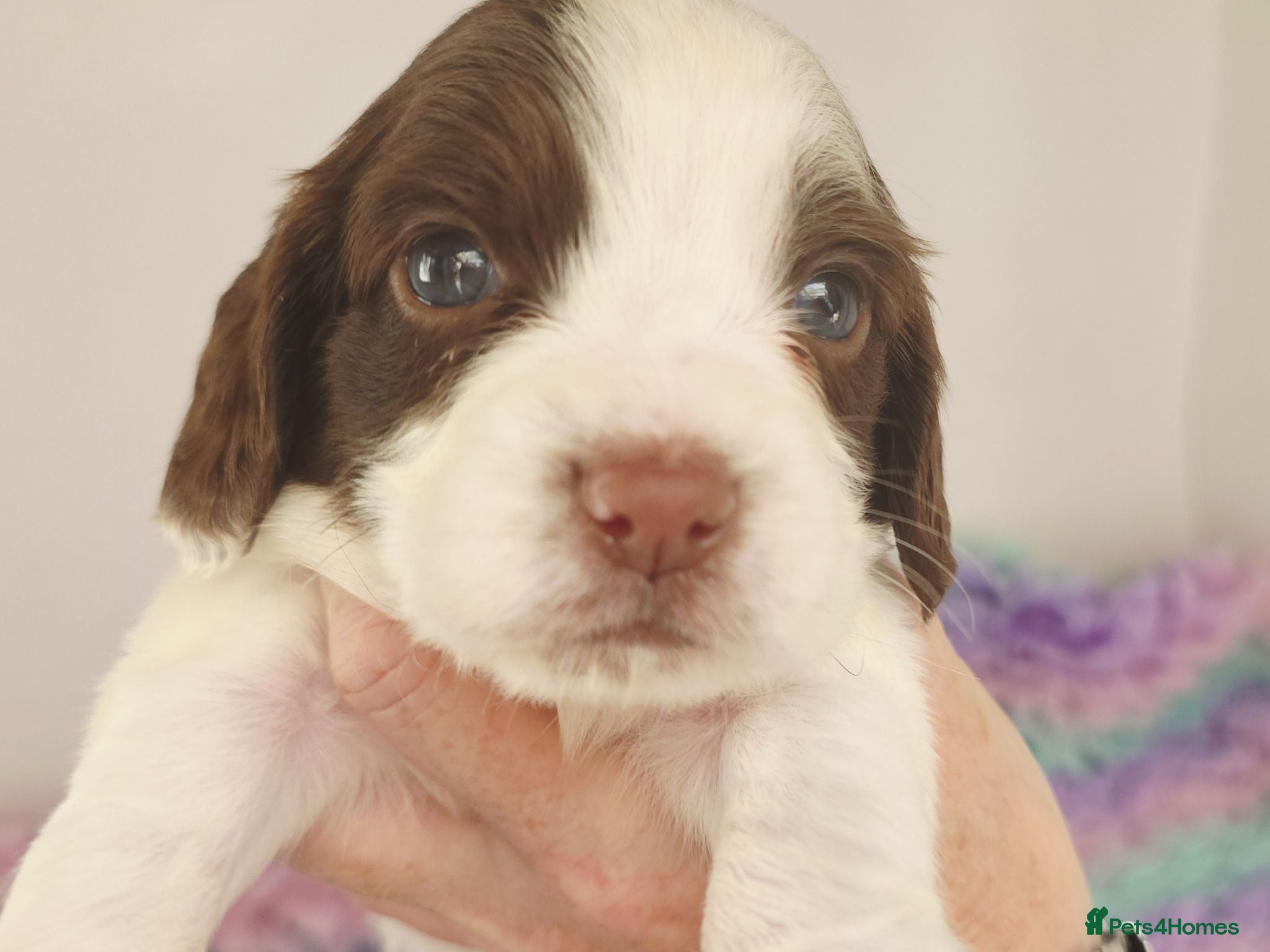 English Springer Spaniel dogs KC Homebred Health Tested Vet Social Pups 🩷 - Advert 1