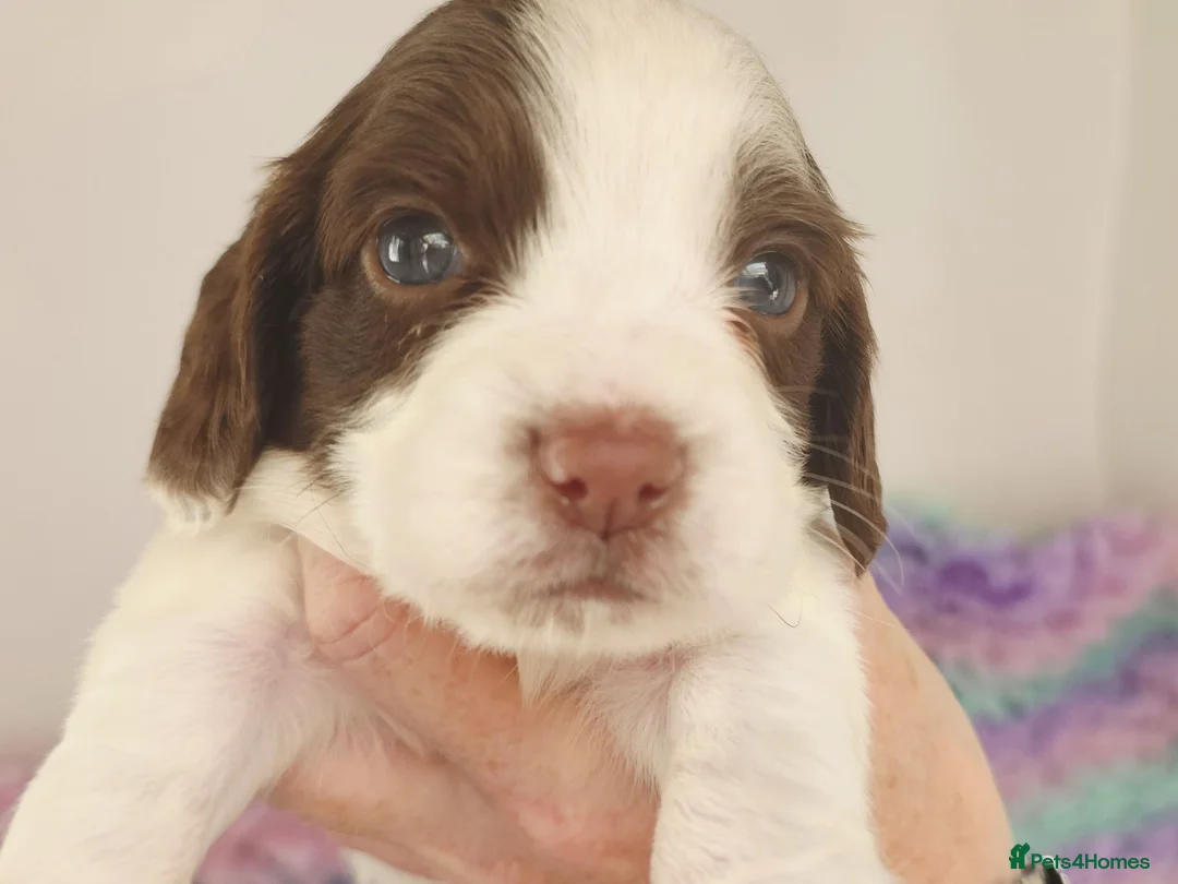 English Springer Spaniel dogs for sale: KC Homebred Health Tested Vet Social Pups 🩷 - Advert 1