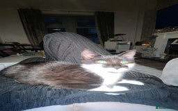 Mixed Breed cats for sale: Male kitten  - Image 1