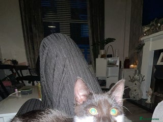 Mixed Breed cats - Advert 4