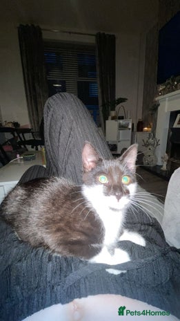 Mixed Breed cats - Advert 2