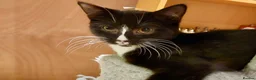 Domestic Shorthair cats for adoption: Betty, 6 month old girl - Advert 2