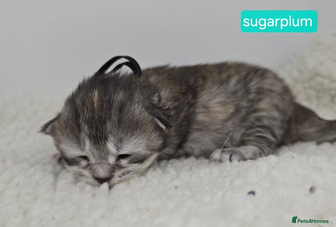 Maine Coon cats for sale: Chunky TICA registered Maine Coon Kittens - Advert 10