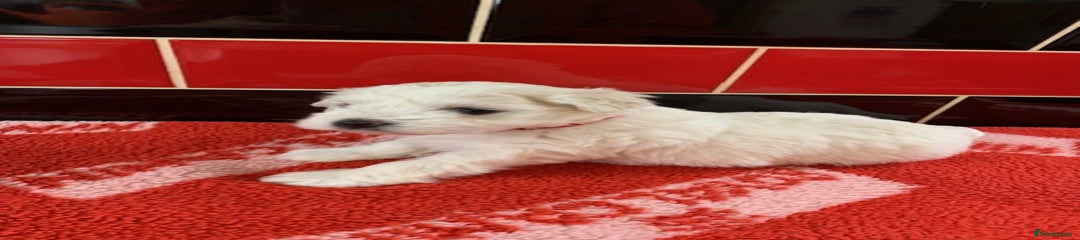 Miniature Schnauzer Puppy 3