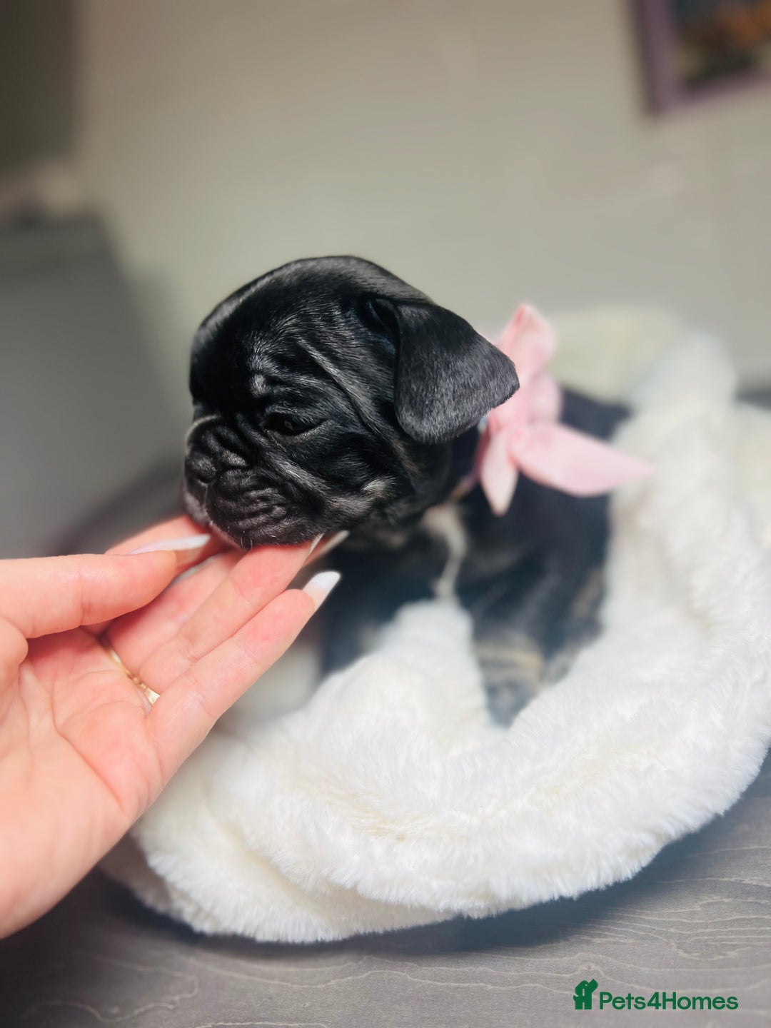 French Bulldog dogs for sale: Lilac French Buldog - Image 8