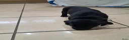 Labrador Retriever dogs for sale: Black male Labrador puppies for sale in Tadcaster - Advert 6