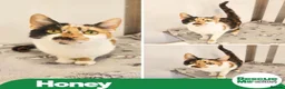 Mixed Breed cats for adoption: Honey in Liverpool - Advert 1