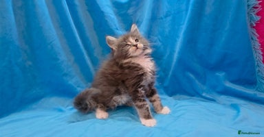 Maine Coon cats - Advert 10